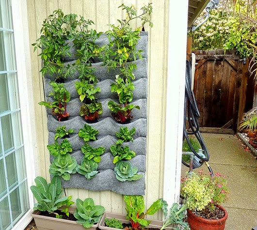 sáng tạo vườn tường đứng dùng để trồng rau ăn lá