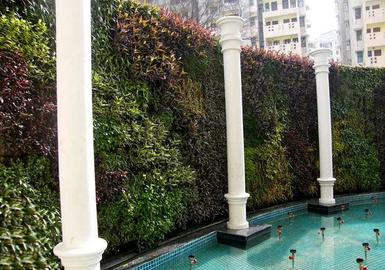 Vườn tường đứng bao quanh bể bơi