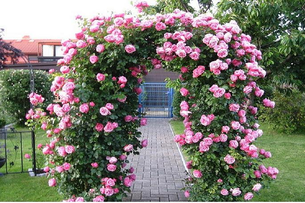 tường đứng hoa hồng trang trí cổng