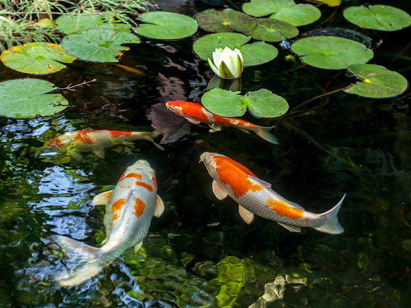 Tư vấn lựa chọn cá koi
