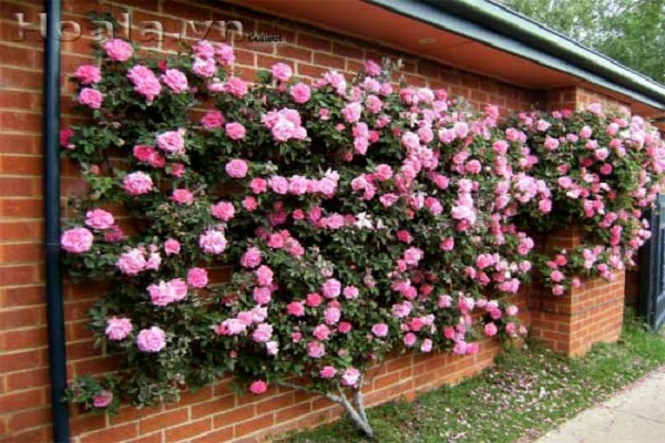 tường cây hoa hồng