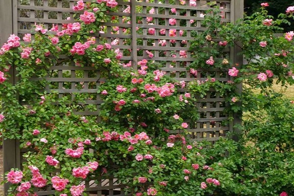 Vẻ đẹp của những bức vườn đứng, vườn tường hoa hồng leo khiến ai nhìn cũng phải xúc động.