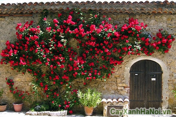 tường hoa hồng đỏ