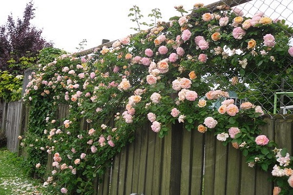 tường hoa hồng cổ